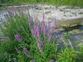 Lythrum salicaria